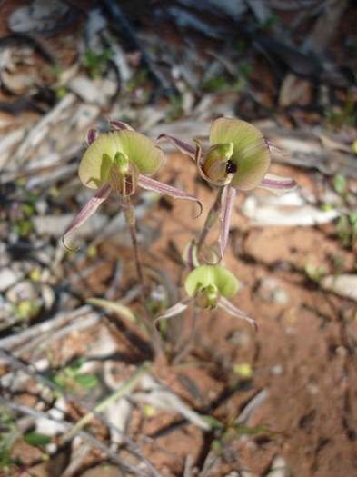 Caladenia roei Clown or ant orchid Sep 2020 09.JPG